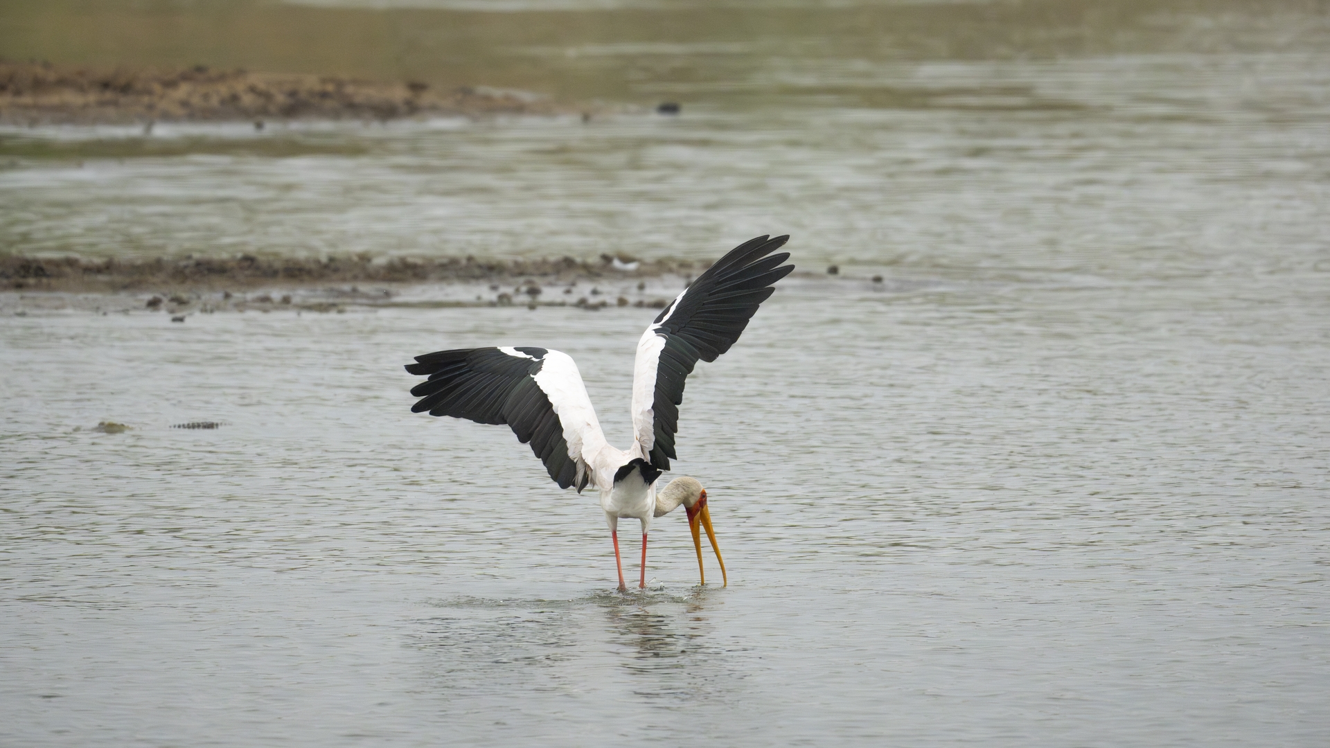 Kruger25 2025 10 30 13 15 39 ILCE 1M2 848